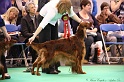 Crufts2011 882